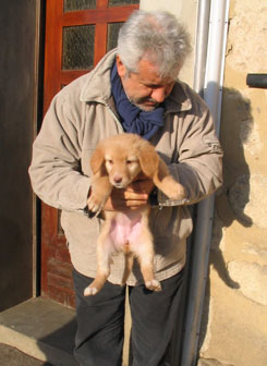 test des chiots